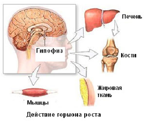 омоложение с помощью гормона роста